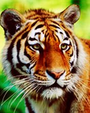 Нажми правой клавишой и выбири *Сохранить рисунок как*